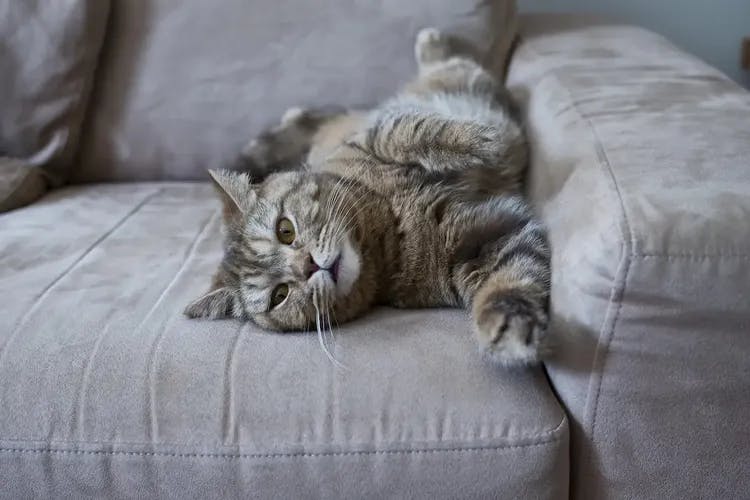 Katzenhaare entfernen von Sofa Kleidung und Teppichen